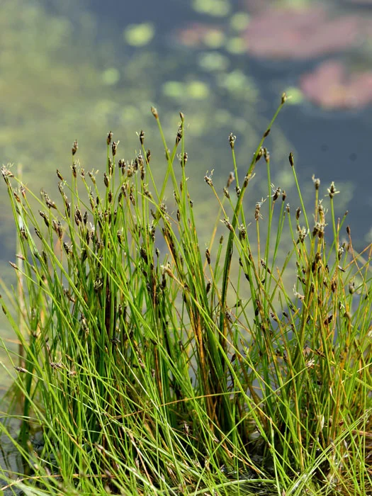 der-gartenteich202607231544273102306