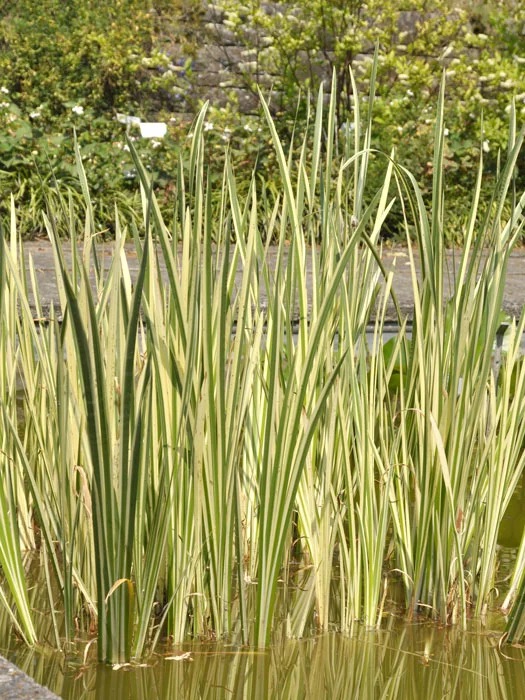 der-gartenteich202607231544483102346