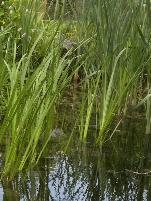 der-gartenteich202607231545173102405