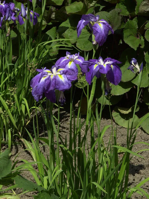 der-gartenteich202607231545213102412