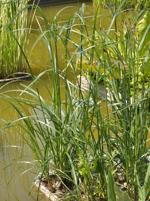 der-gartenteich202607231545303102427