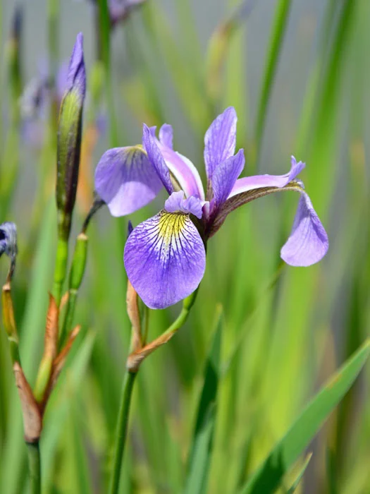 der-gartenteich202607231545353102440