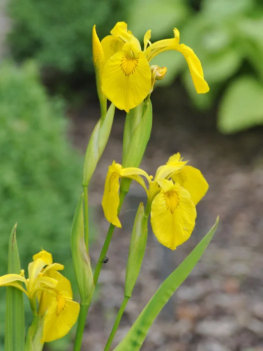 der-gartenteich202607231545403102448
