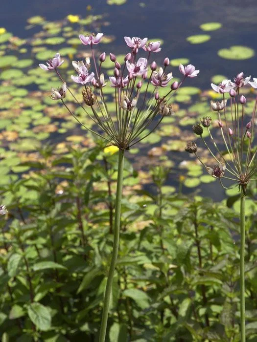 der-gartenteich202607231546023102503