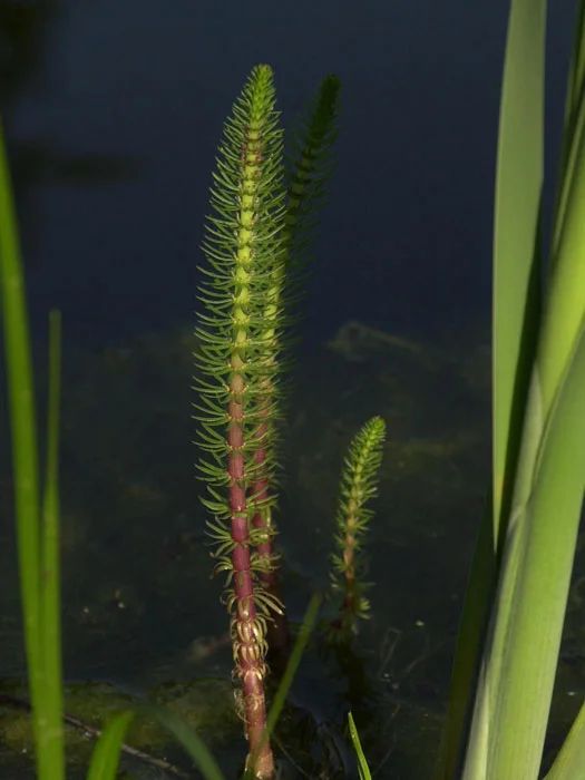 der-gartenteich202607231546053102508