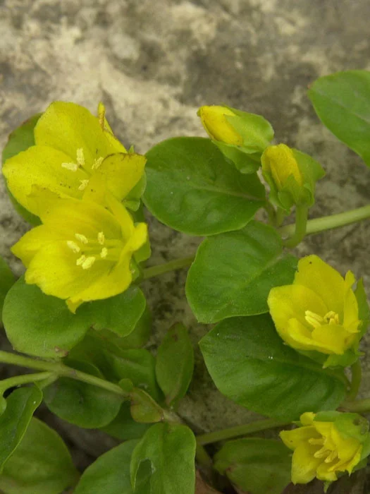 der-gartenteich202607231546113102523