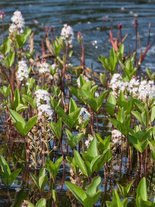 der-gartenteich202607231546393102593