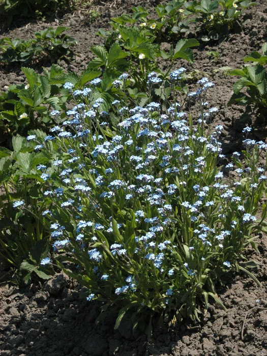 der-gartenteich202607231546453102607