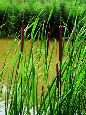 der-gartenteich202607231546483102618