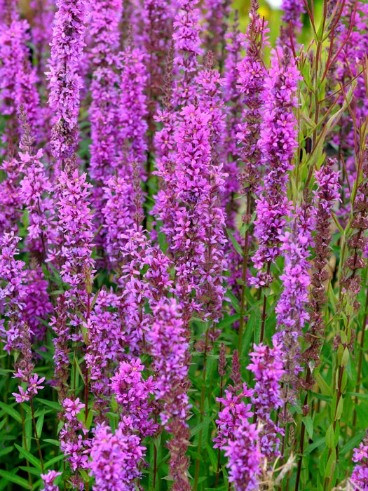der-gartenteich202607231547133102665