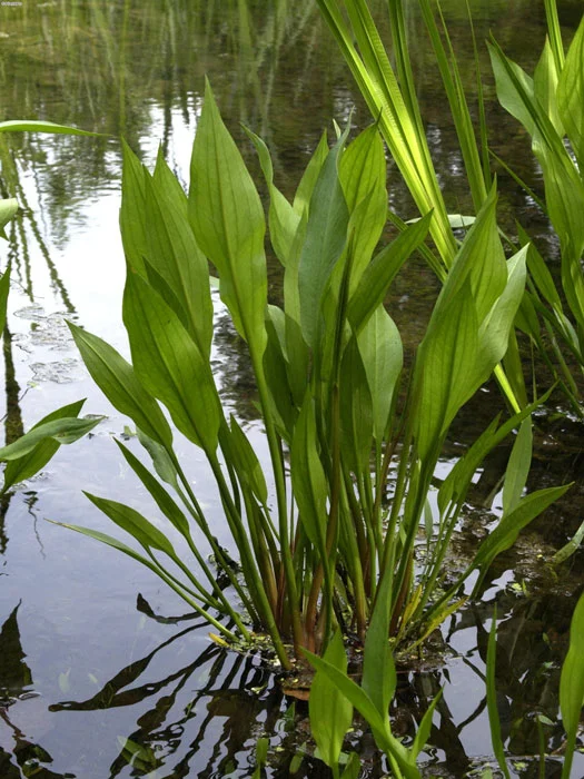 der-gartenteich202607231547413102727