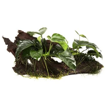 garnelio202607231437363096287
