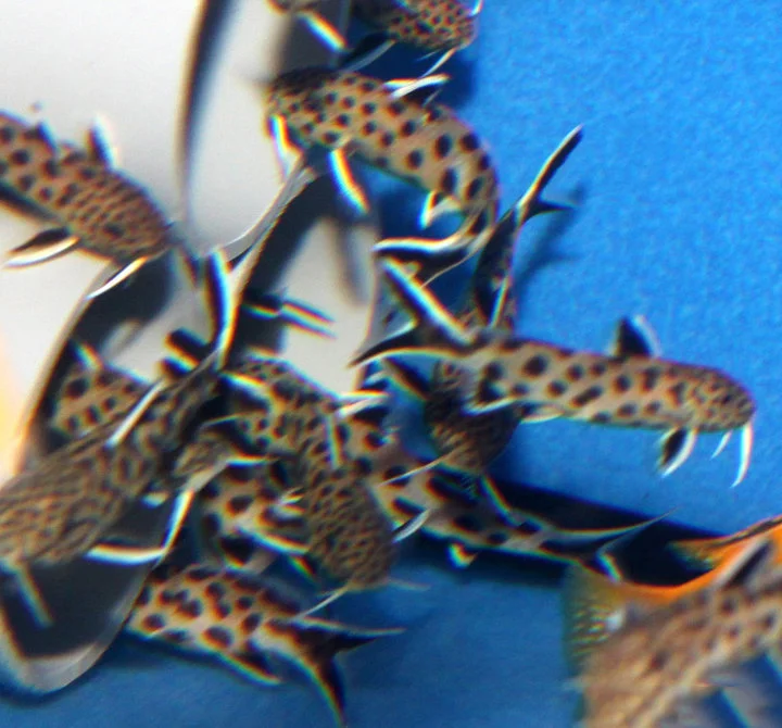 garnelio202607231753343114010