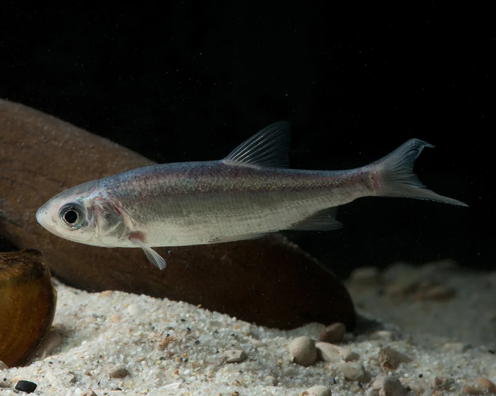 garnelio202607232310313138151