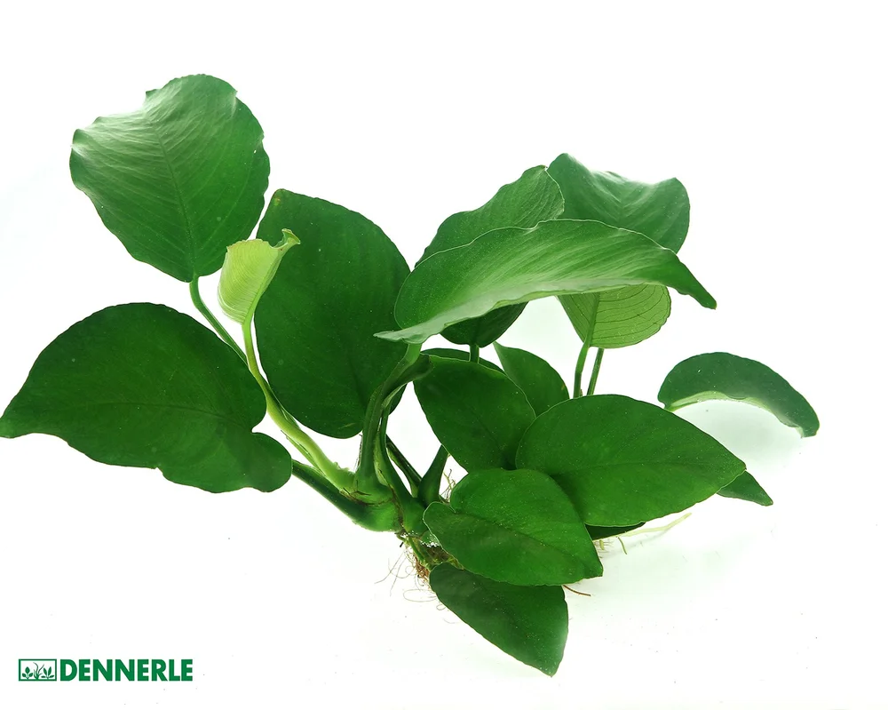 garnelio202607232351023141905