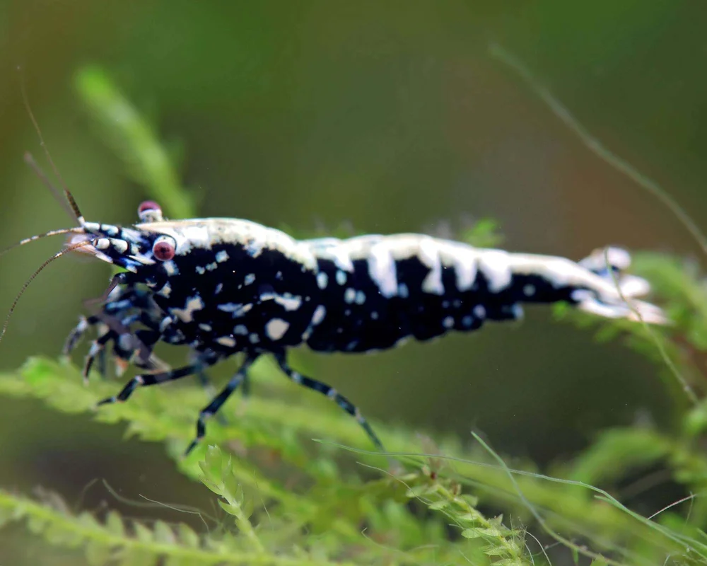 garnelio202607240140183151603
