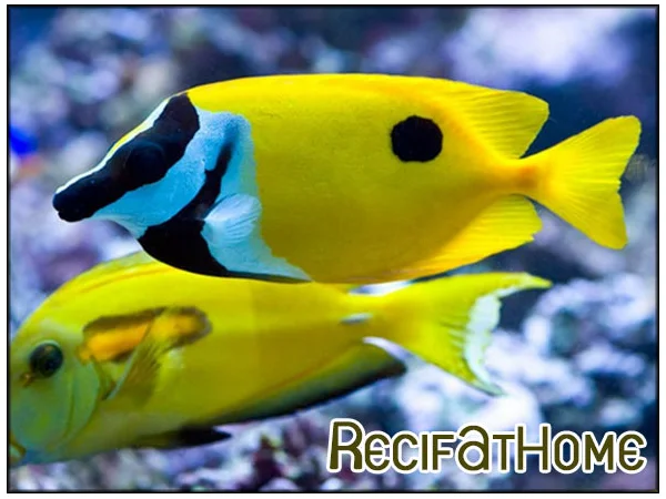 recifathome202607231602353104443