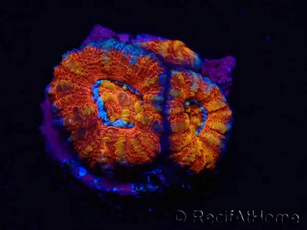 recifathome202607231721223110884