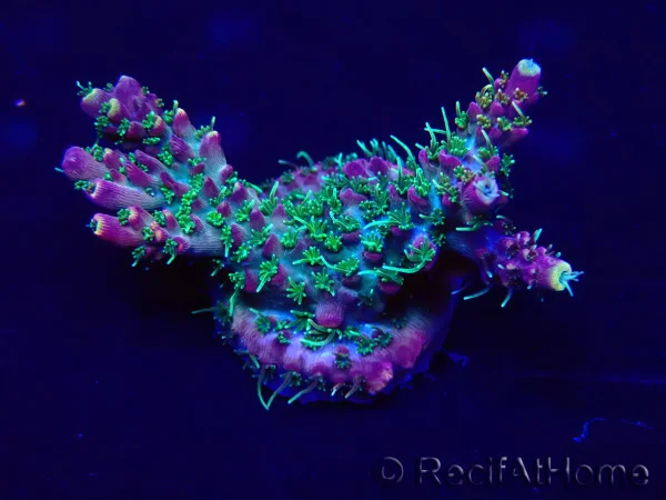 recifathome202607231725083111266