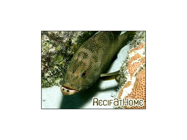 recifathome202607231842113118130