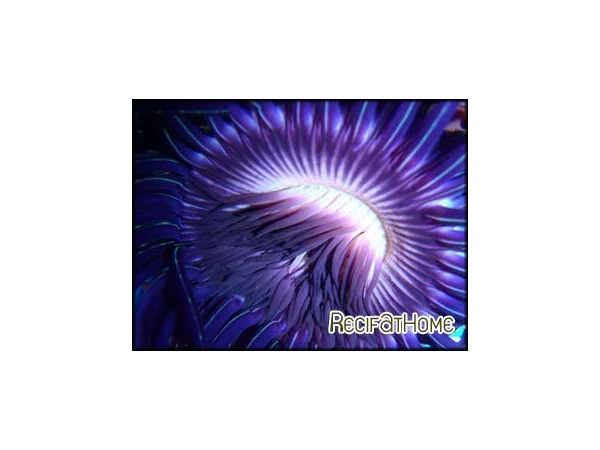 recifathome202607231923363121229