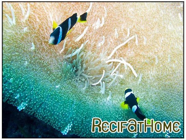 recifathome202607231956143123710