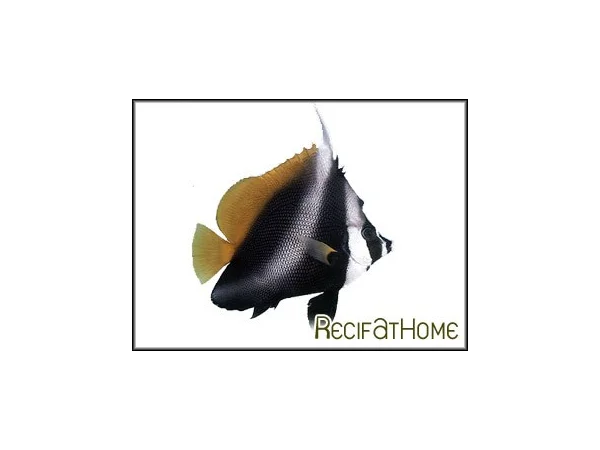 recifathome202607231957563123831