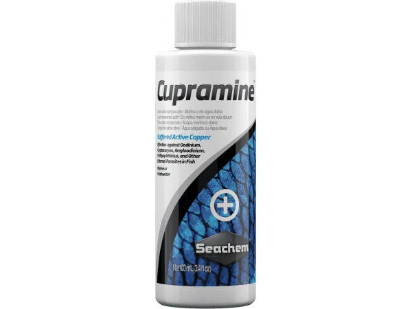 recifathome202607232058353128478
