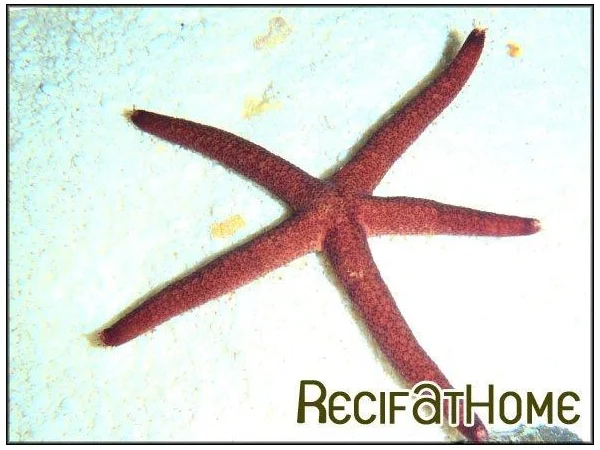 recifathome202607232102593128855