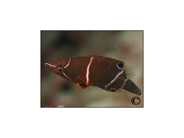 recifathome202607232106393129155