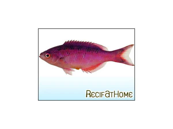recifathome202607232117133129948