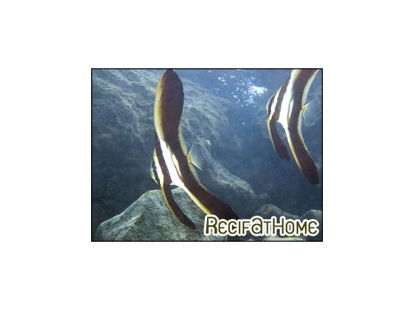 recifathome202607232117493130008