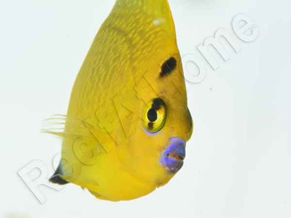 recifathome202607240206413153964