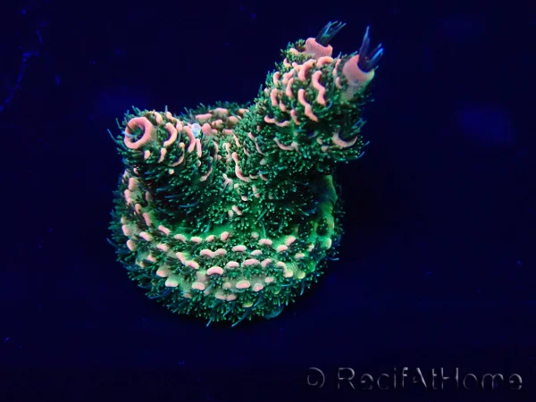 recifathome202607240912423185938