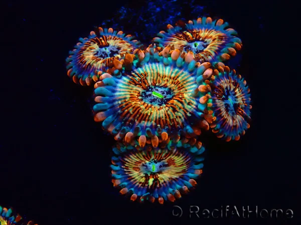 recifathome202607241158413204016
