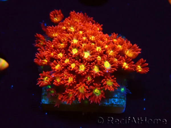 recifathome202607241304243213524