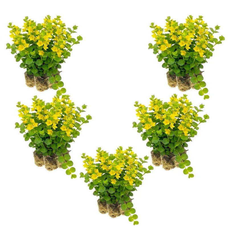 vdvelde202607251311183360765